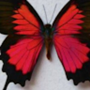 Meet your Posher, Sabina